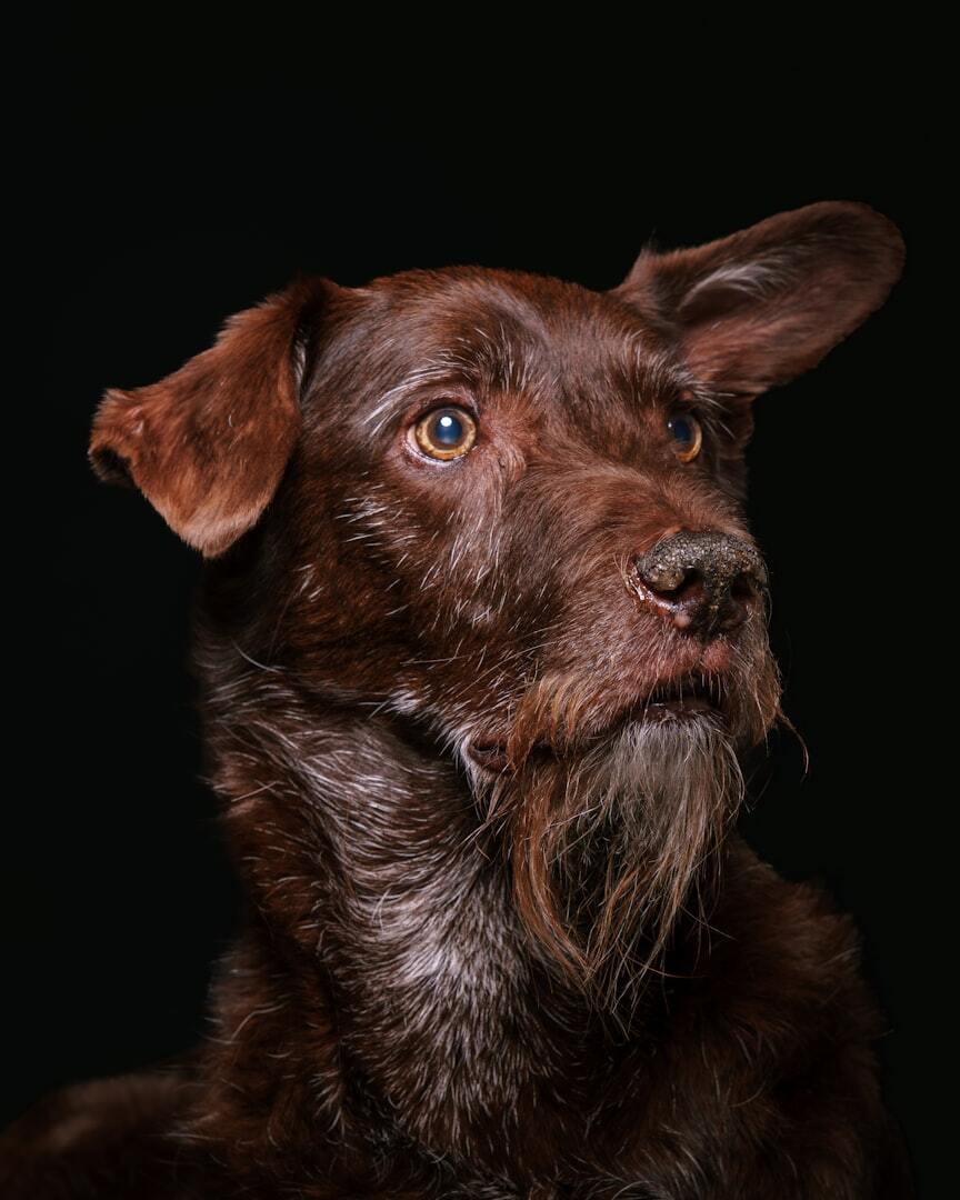 A brown dog with floppy ears and a beard